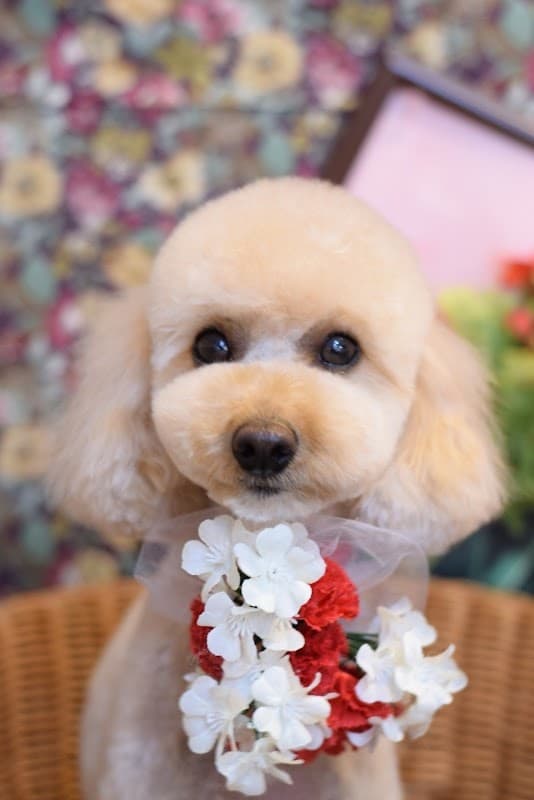 Dog salon OLLIE MAGICの写真4