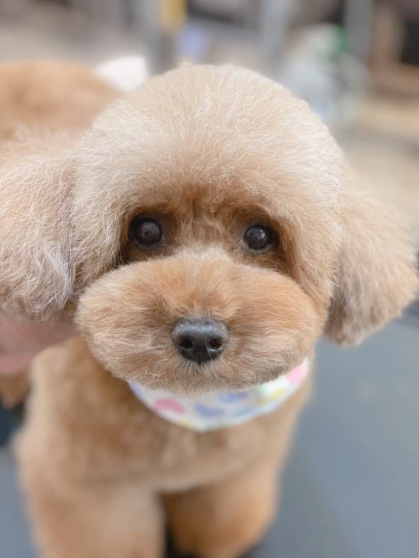 Dog salon OLLIE MAGICの写真5