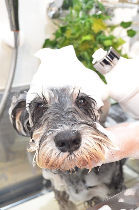 Dog salon OLLIE MAGICの写真6