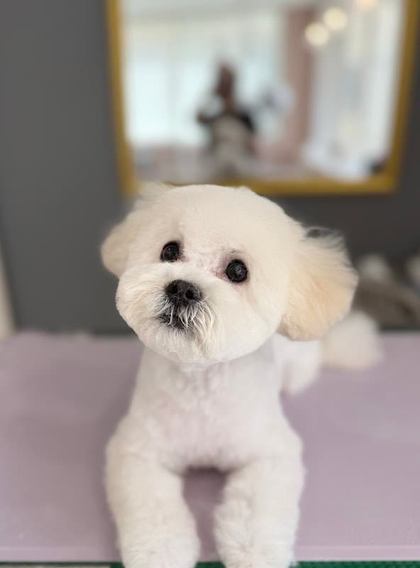 DOG SALON fuwa fuwa MOFYの写真