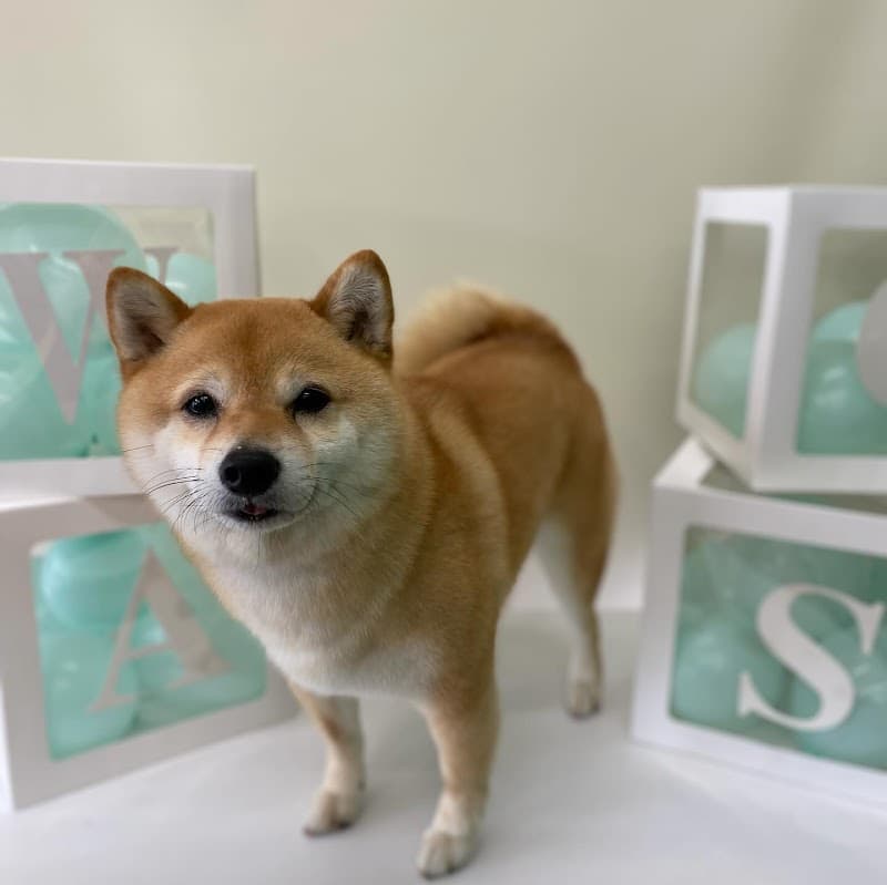 ワグズドッグサロン/WAGS dogsalonの写真