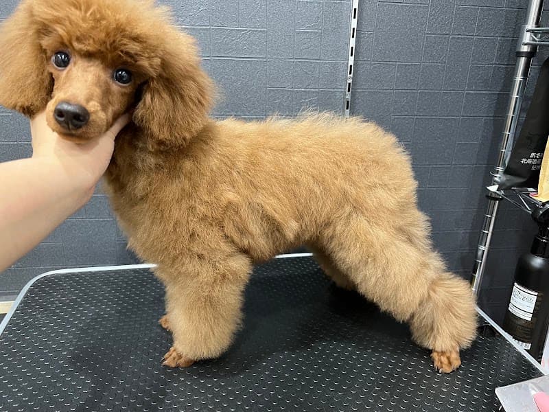 DOG SALON PROSPERの写真