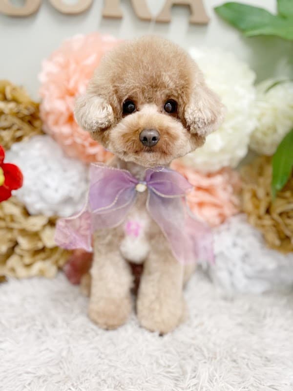 dog salon soraの写真