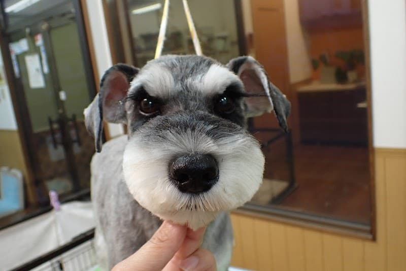 Dog Grooming & Hotel MANDIの写真1