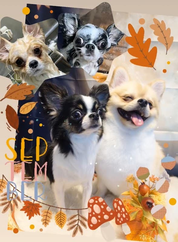 DogSalon BASE ドッグサロンベースの写真