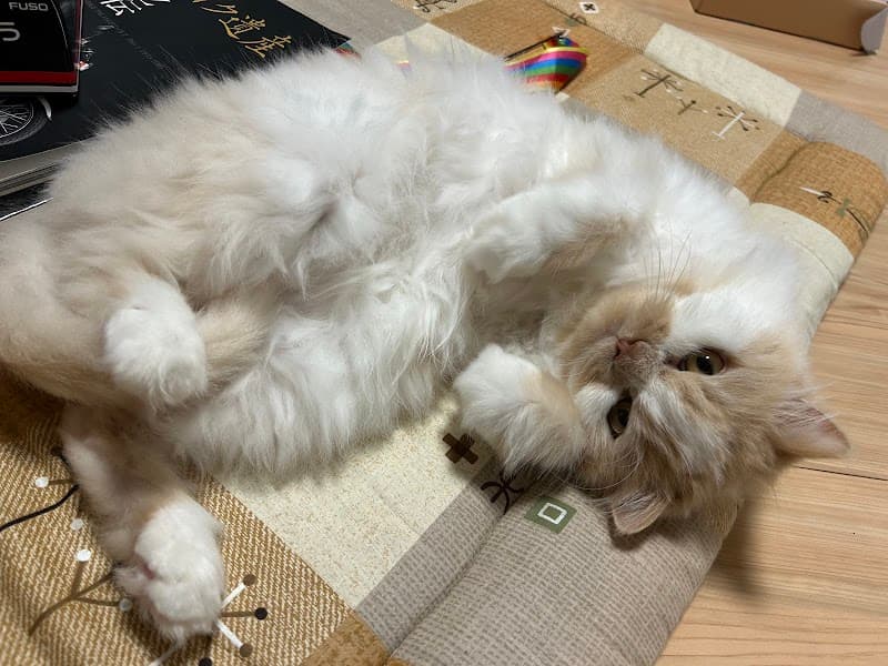 DogSalon BASE ドッグサロンベースの写真3