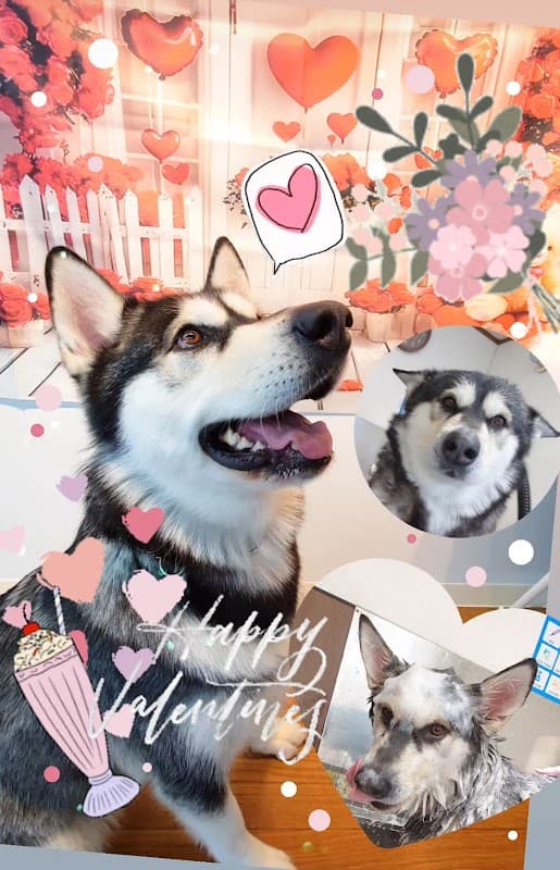 DogSalon BASE ドッグサロンベースの写真4