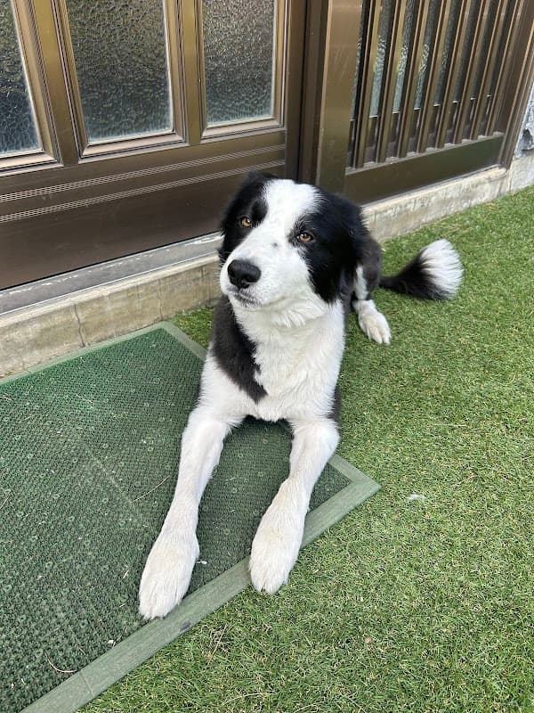 DogSalon BASE ドッグサロンベースの写真5