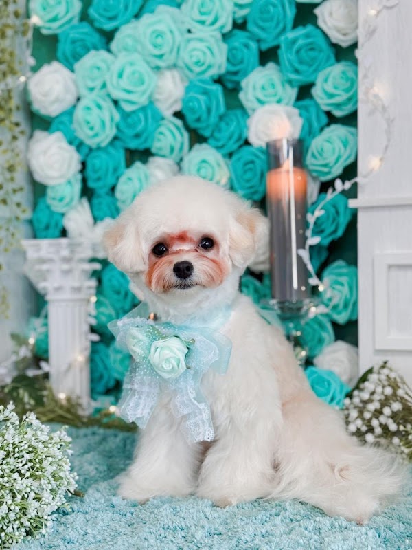 COTTON DOGSALONの写真3