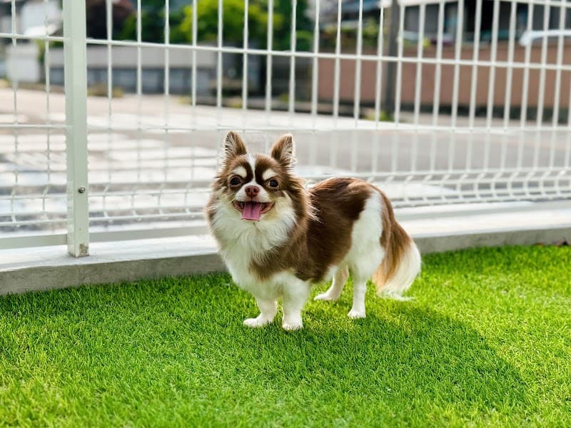 COTTON DOGSALONの写真5