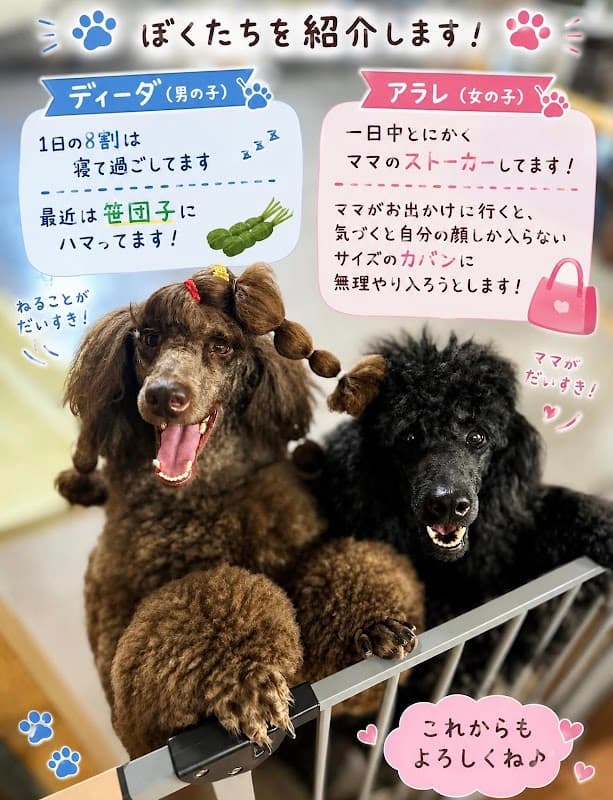 PETSALON partnerdogの写真1