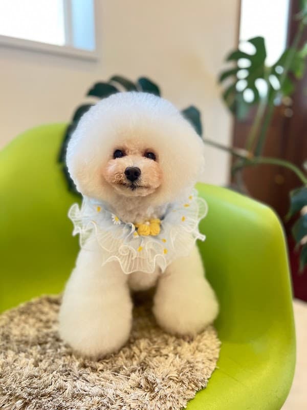 PETSALON partnerdogの写真3
