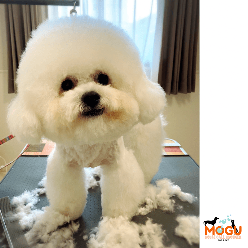 出張トリマーmoguの写真