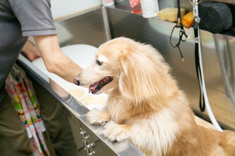 ココットベール+プラス Dog Salonの写真