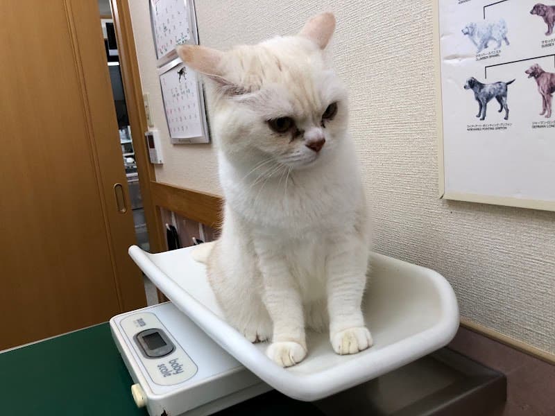 TOMMY動物病院の写真