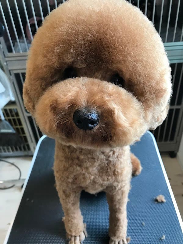 DOG ONEの写真2