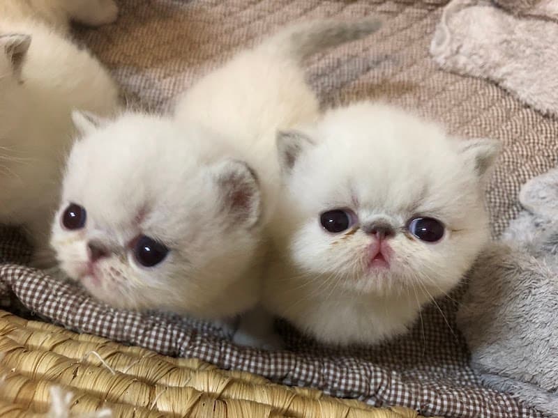 Cat Salon LES AMIS DES CHATSの写真
