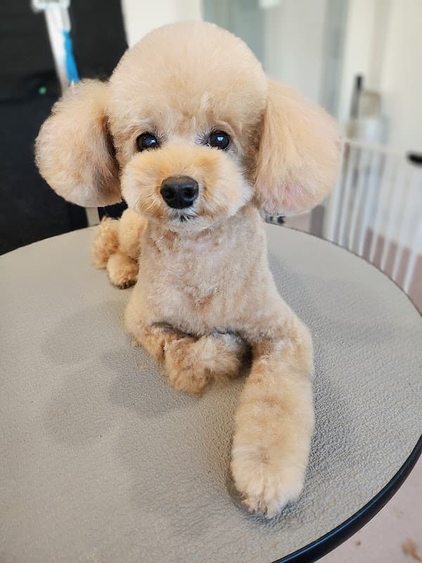 Dog room+ ノルジャの写真