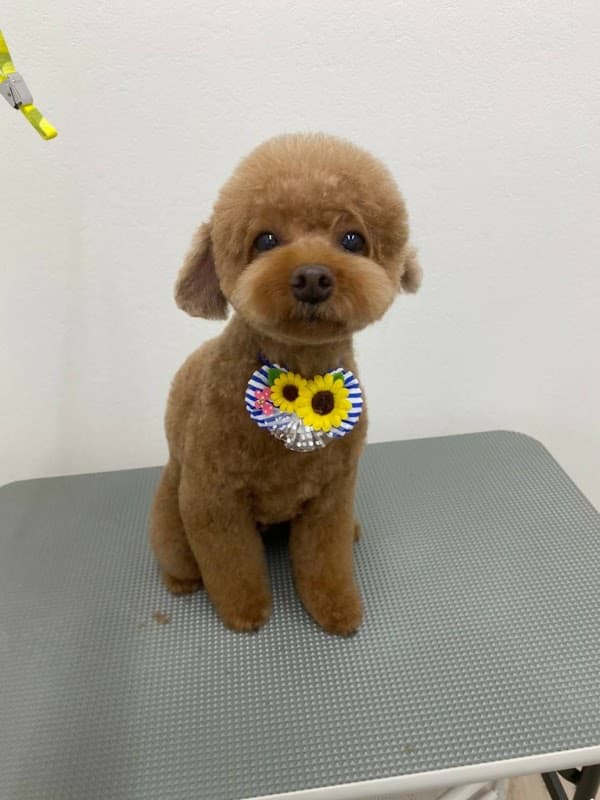 こやま動物病院の写真