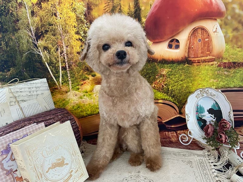トリミングサロンfluffyの写真2