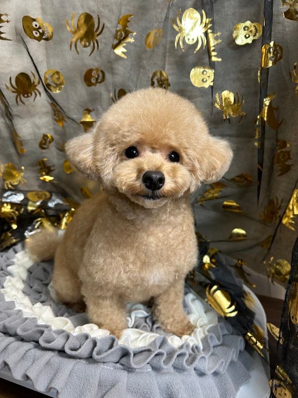 ドッグサロンハスント Dogsalon hasuntoの写真