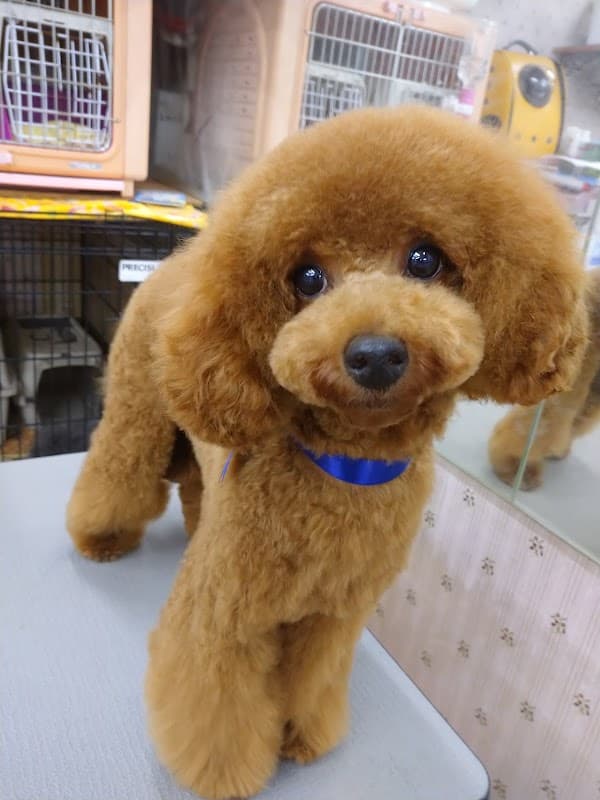 トリミングルームキャロルの写真