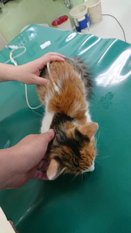 福田獣医科クリニックの写真