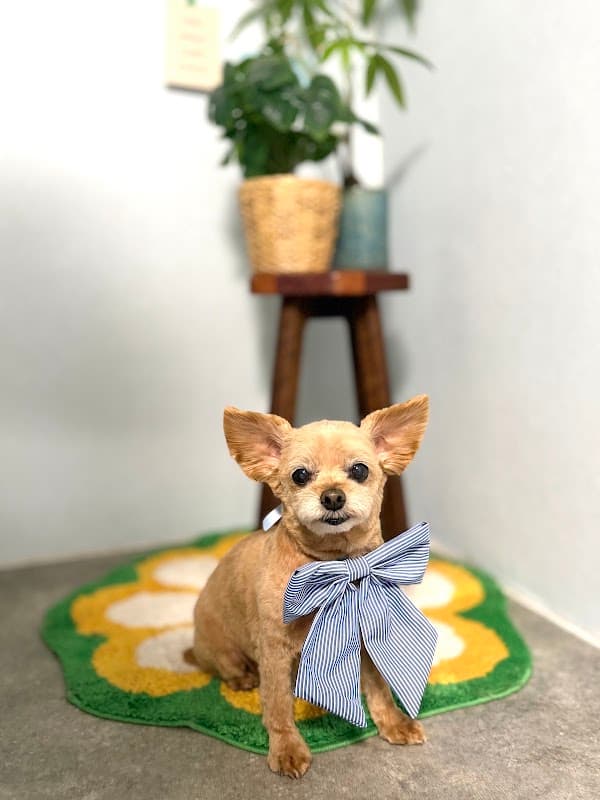 dogsalon soraの写真