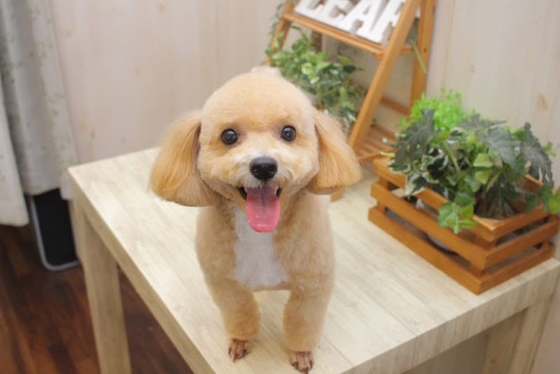 PetSalon Leafの写真
