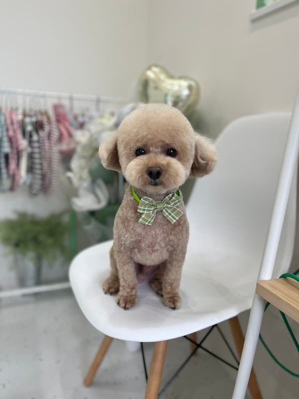 🐕🫧トリミング・ホテル🏠🌱WanDog-わんどっぐ-の写真1