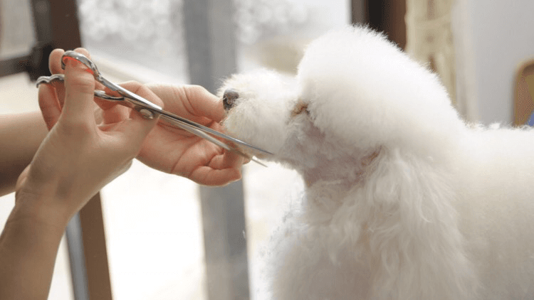 dog styling salon Day’sの写真