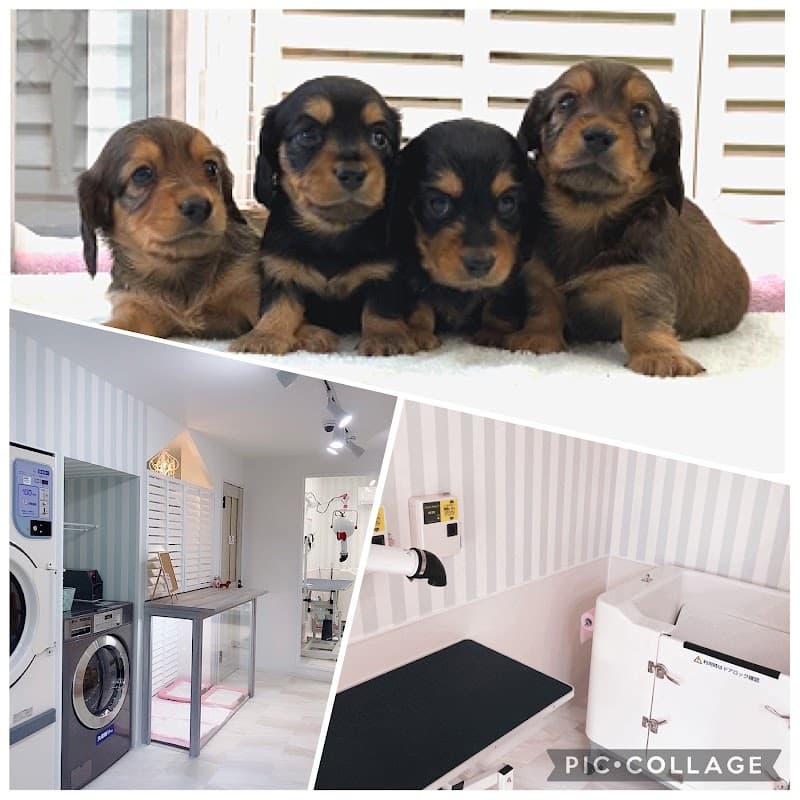 WANSHOP STUDIO トリミング セルフドッグバス 子犬販売の写真
