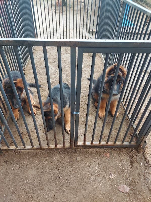 (株)梅香荘警察犬・家庭犬学校の写真1