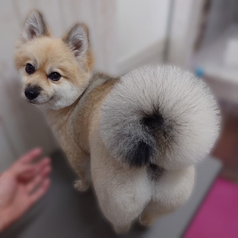 dogsalon Re:Re(ドッグサロンリリ)の写真