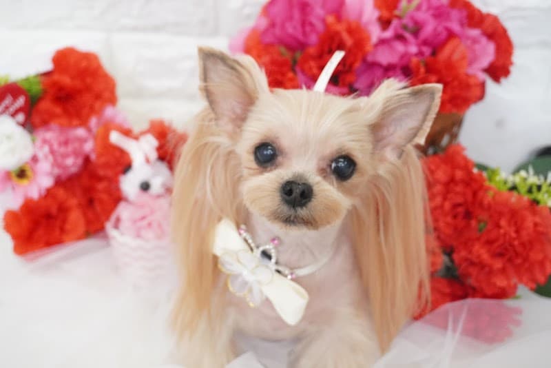Dog salon chumeの写真1