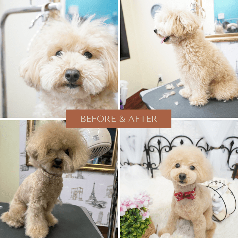 Dog salon chumeの写真2