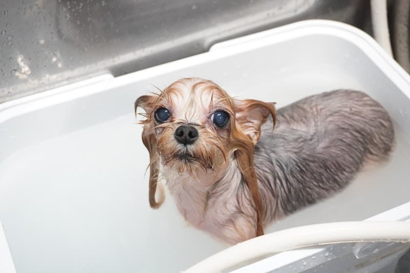Dog salon chumeの写真3