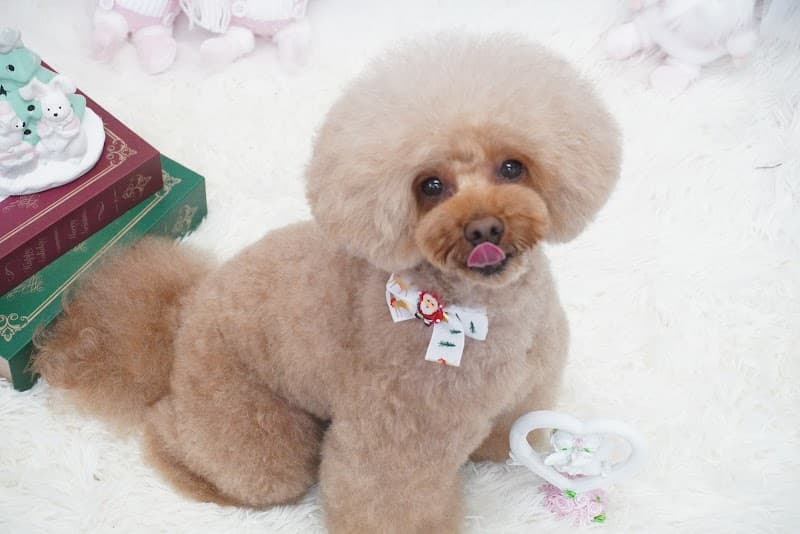 Dog salon chumeの写真4