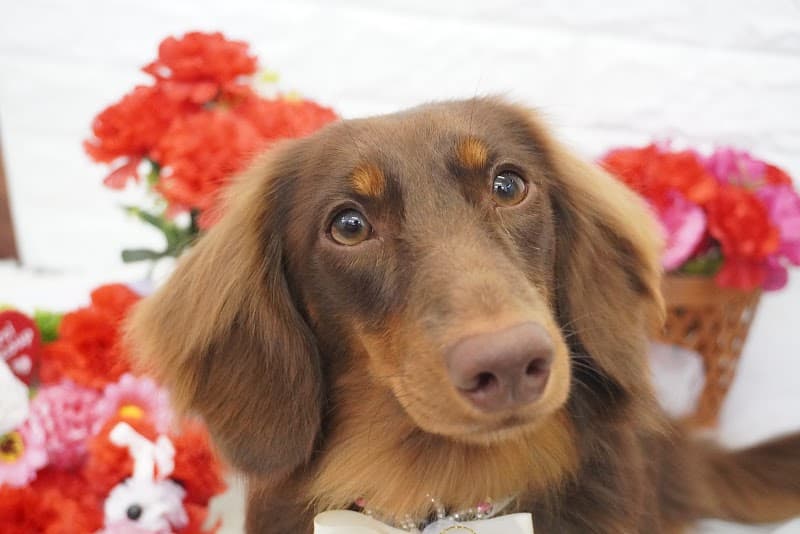 Dog salon chumeの写真5