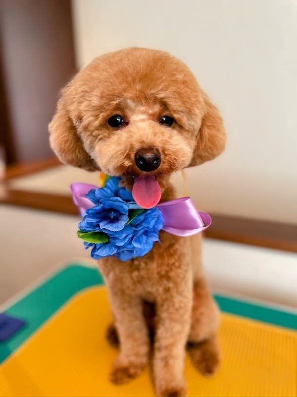 犬の出張トリミングサロンvivi 千葉の写真