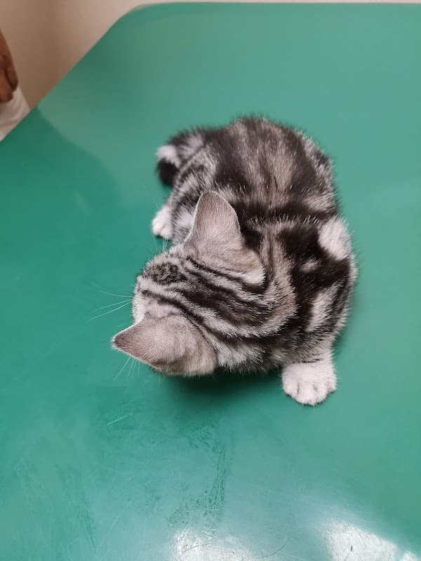 みなせ動物病院の写真