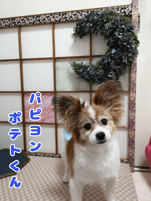 犬猫処 みか月の写真