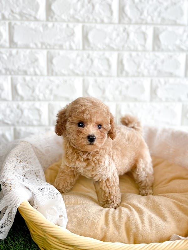 ブリーダー(子犬販売)・トリミング Lamosh Kennelの写真