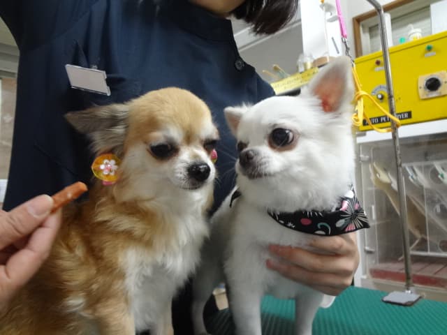 有限会社 えりかトリミングスクールの写真1