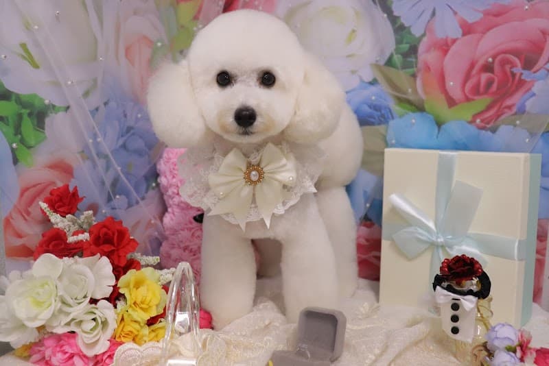 dog salon mocoronの写真