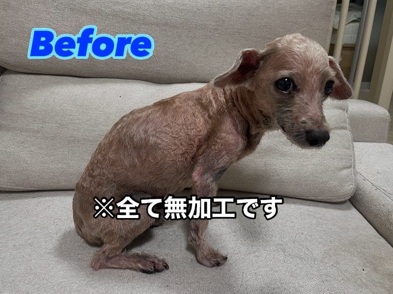 Dog Care Salon Lienの写真