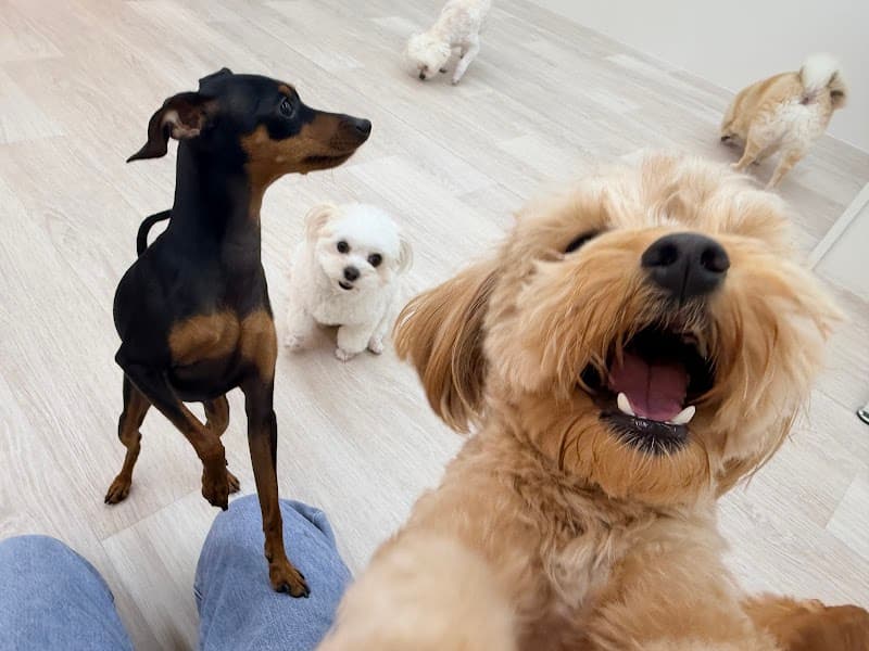 DOG ONE PLUS 勝どき店の写真1