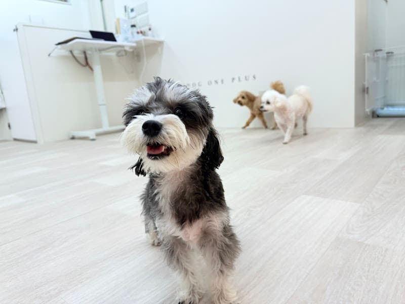 DOG ONE PLUS 勝どき店の写真4