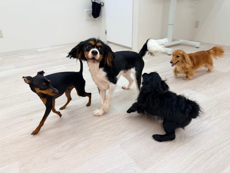 DOG ONE PLUS 勝どき店の写真5