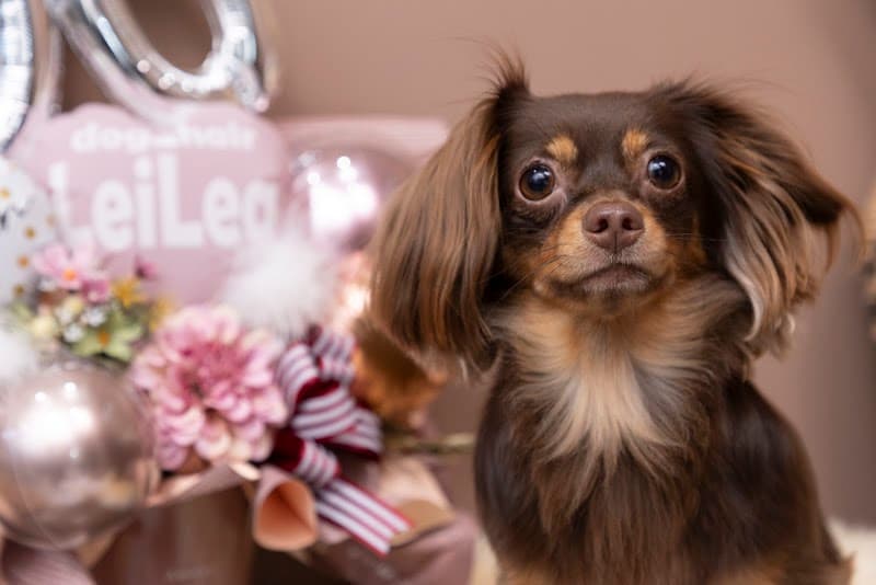 dog&hair LeiLea レイレアの写真